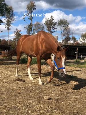 A post by @equestrian_ashley on TikTok caption: I love this mare with all my heart 🥰#horses #CapCut #horsesoftiktok #fypシ゚viral #bestfriend 