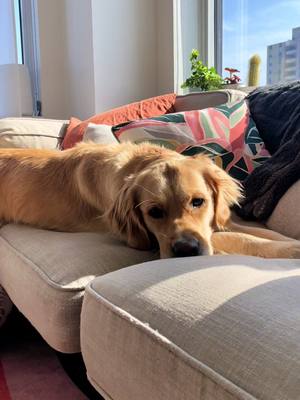 A post by @maples.golden.life on TikTok caption: It’s a lot of pressure.. 🫠 #dogtok #dogtiktok #MentalHealth #goldenretriever 