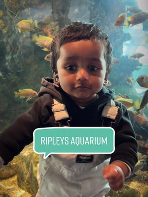 A post by @mytorontobaby on TikTok caption: hangin out with the fishes at ripleys aqaurium #ripleysaquarium #torontotiktok #torontothingstodo #torontoactivities #torontotodo 