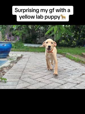 A post by @_therealmatty_ on TikTok caption: We love Finn and cant wait to see what the future holds with him 🥹❤️ #yellowlab #lab #puppy #fyp #Finn @rissa 💋