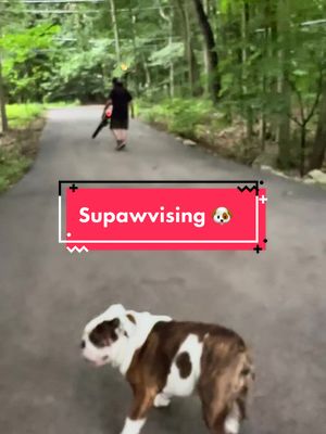 A post by @chicagobulldogs on TikTok caption: #scullyandmulder #Summer #july #2023 #dogs #bulldog #englishbulldog #dogsoftiktok #dog #bullybreed #sunday #supawvisor #dogsoftiktok