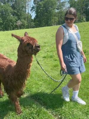 A post by @ellie.bernstein on TikTok caption: Hot galpaca summer @Clover Brooke Farm Hyde ParkNY #Summer #newyorktravel #farm #alpaca #vibes #summertime #daytrip