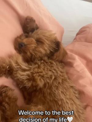 A post by @maryormariella on TikTok caption: My little sunshine 🤍 #puppy #miniaturepoodle #poodlesoftiktok #poodle #poodlepuppy #pudel #zwergpudel 