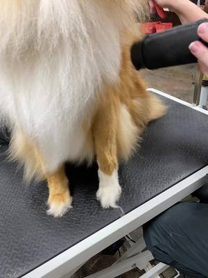 A post by @allpetgroomingteam on TikTok