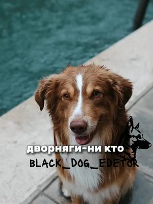 A post by @black_dog_edetor on TikTok caption: #немецкаяовчарка #эликадворняга #58к #собака #blackdogeditor #эдит #рек