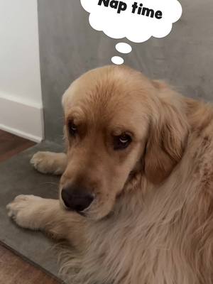 A post by @champgoldenpup on TikTok caption: Why can’t the humans just leave me alone 🤣 #fyp #goldenretriever #funny 