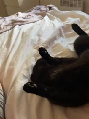 A post by @tchotcholechat on TikTok caption: Sa passion: le lit toute la journée 😹 #pourtoi #fyp 