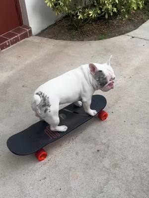 A post by @frenchieporto on TikTok caption: When i said im on the way just know im runnin late 😬 . . . . . . . . . . . . . . . . . . . . . . #flatnosedogsociety #puppiesofinstagram #frenchbulldogsaustralia #bullyinstagram #dogsofsydney #dogsofmelbourne #dogsofbrisbane #dogsofnewcastle #worldoffrenchies #frenchielovers