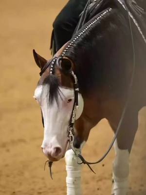 A post by @horse_edits606 on TikTok caption: 🎥:emilythurnerphoto #fyp #foryourpage #horse_edits606 #horses #western #fypシ 