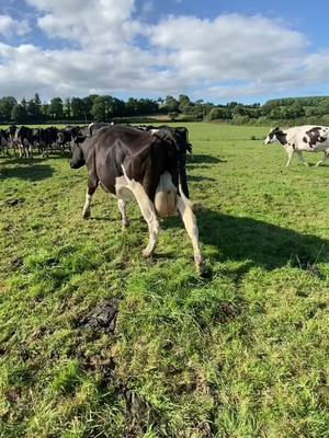 A post by @jasonculhane on TikTok caption: Milking cows with unreal views 🌅 #eastcork #cork #dairy #cows #milk #greengrass #reliefmilking #fyp #culhaneagriphotogrpahy