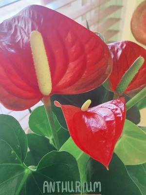 A post by @mrs.maritt on TikTok caption: Anthurium. #parati #marysanc #plantsoftiktok #plantslover #anthuriums #plantasdeinterior