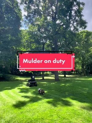 A post by @chicagobulldogs on TikTok caption: #scullyandmulder #mulder #Summer #furnitureassembly #july #2023 #dogs #bulldog #englishbulldog #dogsoftiktok #dog #bullybreed #sunday #supawvisor #lawnmower #craftsman