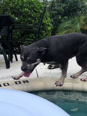 A post by @ on TikTok caption: Skye’s vacation jumping compliafion 😂😂😂🐶♥️  #dogs #dogsoftiktok #fyp #americanbully #bully #dogsoftiktokviral🐶🦮 #dogmom #poolparty #poolday 