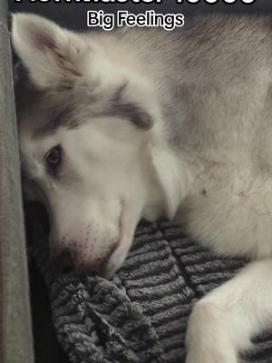 A post by @meelerhusky on TikTok caption: does anyone have a FluffMaster like Gryphon? I think spends the half of her time planning my demise and the other half sleeping #siberianhusky #fm10k #fluffmaster10000 #dogs #huskiesoftiktok 