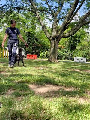 A post by @kathryns.canines on TikTok caption: working some obedience with working dog in training, Ruby, from Penn Vet Working Dog Center #workingdog #policek9 #dog #dutchshepherd 