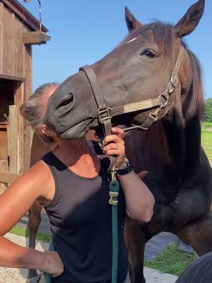 A post by @walkaboutfarm on TikTok caption: Kisses for good behaviour for the farrier #farrier #blacksmith #horse #horsefarm #kisses #foryou #foryoupage #thoroughbred #racehorse #ottb #kissme #behave #minden #therapyhorse #wiggle #needy