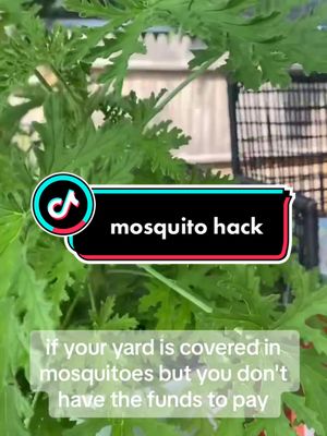 A post by @hellowimmorgan on TikTok caption: Does anyone else have (AND LOVE) their citronella plants?! #fyp #PlantTok #plantmom #mosquitos #citronella #citronellaplant #summerhack #LifeHack