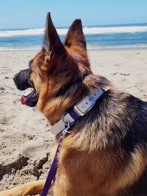 A post by @servicejoeythelabrador on TikTok caption: Does your dog like the beach? 