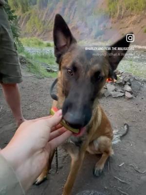 A post by @yyc4wheelers on TikTok caption: Remington Enjoying His First Watermelon… sand Harley with her new Teefs style of eating😂… you’re welcome 😁💞 . . . . . . . . #dogs #dog #malinois #friday #tgif #malinoislovers #malinoispuppy #instagram #puppy #puppylove #puppylife #offleash #paws #cutenessoverload #friday #itstheweekend #cute #watermelon #dogseating #slomo #lol #goodmorning #reels #reelsinstagram #reelsvideo #tiktok 