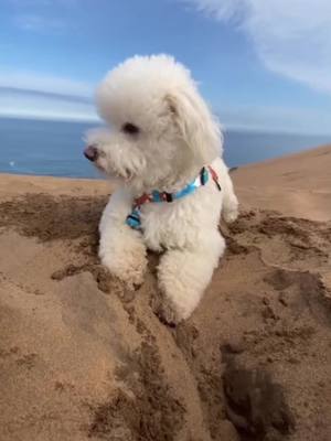 A post by @podiidog on TikTok caption: Let’s see what’s under?😅#dog#dogsoftiktok#fyp#funnyvideos #funny 