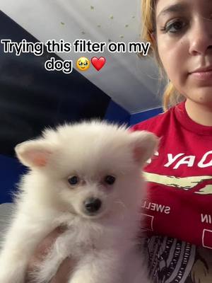 A post by @rubiofamily_1 on TikTok caption: #fyp#foryoupage #tiktok #baby #pomeranian #cute