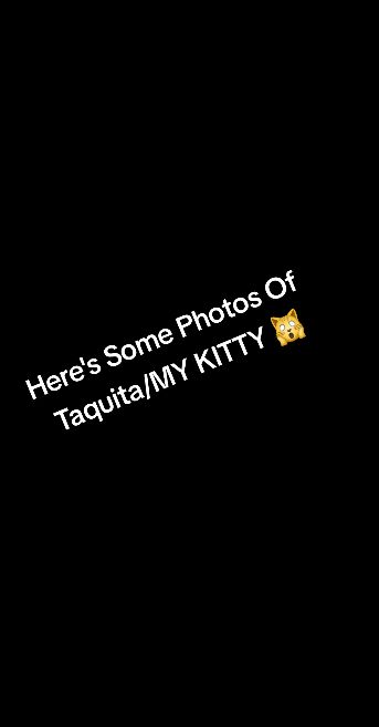 A post by @txeonvr on TikTok caption: cute taquita #kitty #viral #fyp #trend #taquita #cute #catsoftiktok 