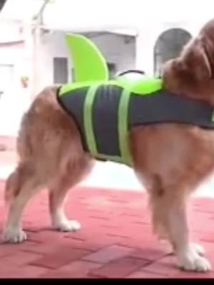 A post by @podiidog on TikTok caption: Adorable Canine life vests#dog#dogsoftiktok#fyp #cute 