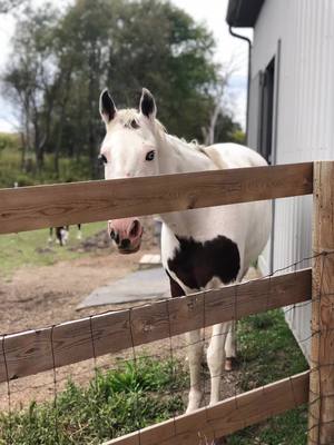 A post by @jennifer_country on TikTok caption: #pain #horsesoftiktok #grief