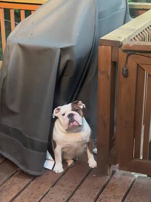 A post by @chicagobulldogs on TikTok caption: #CapCut #mulder #scullyandmulder #Summer #2023 #dogs #bulldog #rain #englishbulldog #bullybreed #dogsoftiktok #dog #august