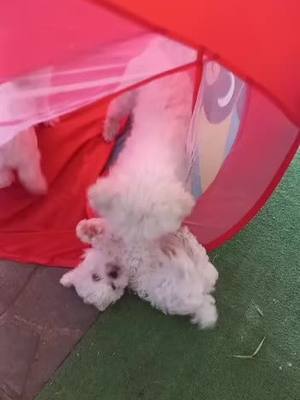 A post by @alisagaspar on TikTok caption: Stop tickle me mommy 🐶#tickle #laught #PetsOfTikTok #foryou #ticklechallenge #viral