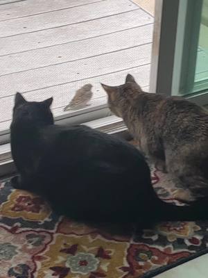 A post by @lisanbart on TikTok caption: A bird came to visit and Bart didnt want to share window space with Lisa. If you listen closely you can hear him hiss at her twice. #LisaNBart #kittyloveclub #PetsOfTikTok #purrfect #catlover #weirdpets #animallover #tabbycat #blackcat #bird 