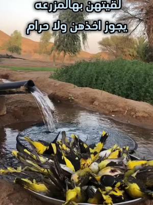 A post by @sa2020udf on TikTok caption: حصلتهن بهالمزرعه هو يجوز اخذهن #صيد #مقناص 