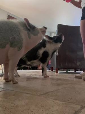 A post by @heatherkraft09 on TikTok caption: Piggy training time. If you have any questions, please ask :) Willie is over a year now and still such a sweetheart, however he is in his teenage stage. More like a 100lb toddler with the strengh of an OX. love him. #kunekunepigs #potbellypig #BarbieMovie #FYP #pets #fortnite #countrylife #pigeducation 