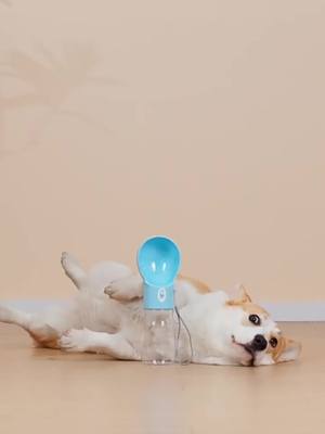 A post by @podiidog on TikTok caption: Dog water bottle#dog#dogsoftiktok#fyp#cute #pupuppy 