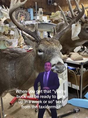 A post by @thatwittboy on TikTok caption: My favorite texts to get!! #taxidermy #buckdown #CapCutVelocity #สปีดสโลว์ #hunting #rifle #wisconsin #theoffice #fy #fyp #lifeisnow