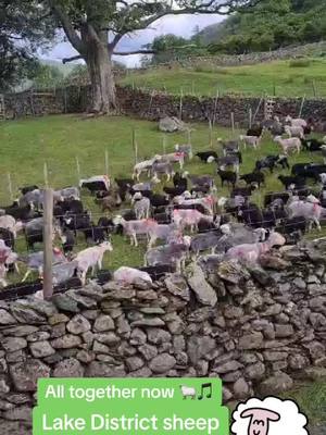 A post by @ruby_doothejackrussell on TikTok caption: Lake District sheep all in tune 🐑🎵 #doglover #sheep #farmlife #lakedistrict #lakedistrict_uk #sheepoftiktok #dogwalk #fyp #fypシ