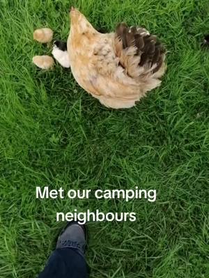 A post by @corelaura on TikTok caption: #greatoutdoors #camping #Northumberland #uk #chicken #farmlife #chicks 