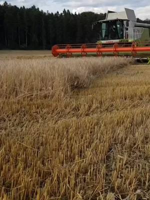 A post by @landwirtschaft023 on TikTok