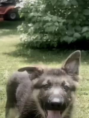 A post by @editss.for.dogs on TikTok caption: Polish song❤️🫶 #editssfordogs #vibe #fypシ #gsd #germanshepherd #goviral #dogs #katowicenocazespizowamoca 