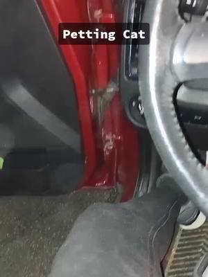 A post by @lday1954 on TikTok caption: Petting Cat runs from his house to visit# when I get home at night. #pettingcats #notmycat #frienflycat #likedvideos