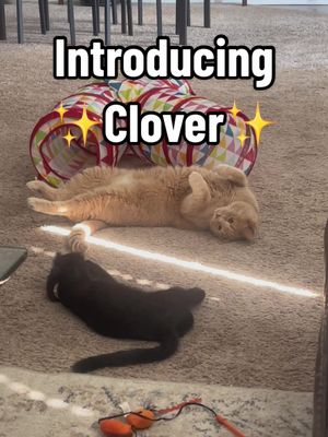 A post by @nalathecat0524 on TikTok caption: Newest member of our family! We truly lucked out with Clover! 💛🍀 - #kitten #kittenrescue #catsoftiktok #cat #cats #catsvideo #catowners #catslovers #cattok #fyp #nala #catlover #fypage #trend 