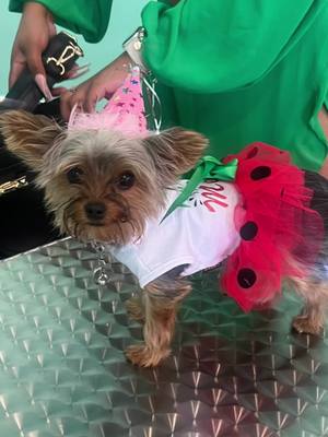 A post by @cierraazhane on TikTok caption: Roxie’s ONE in a melon birthday pawtyyyy 🥳🫶🏽 #fyp #foryou #foryoupage #explorepage✨ #explore #viraltiktok #viral #milwaukee #milwaukeewisconsin #dogsoftiktok #dogmomlife #yorkiesoftiktok #yorkiemom #firstbirthday @Salty Paws Milwaukee 