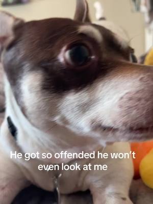 A post by @skylavance on TikTok caption: BOBO<3  #slay #dog #BOBO #animal #man