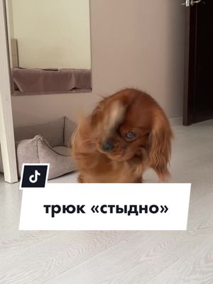 A post by @cavalier_savarin on TikTok caption: трюк «стыдно»   #кавалерсаварен #кавалеркингчарльзспаниель #трюкиссобакой 