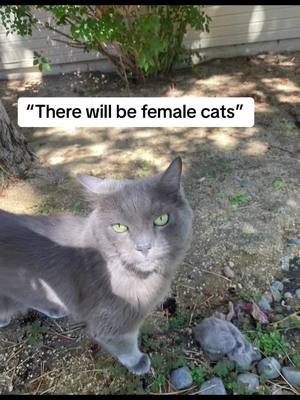 A post by @mikeymoments on TikTok caption: Homeboy loves a hair tie #catsoftiktok #cats #mikeymoments #nebelung #fyp #foryou 