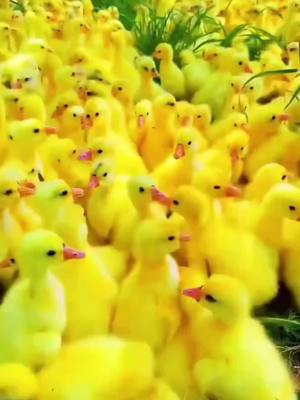 A post by @joe_rain0 on TikTok caption: #cute animals#pet #duck#commuterlife 