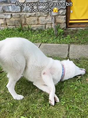 A post by @loki_zehusky on TikTok caption: Quand tu aimes un peu trop l’herbe humide 🤣 #nothinginmybrain #dogrolling #weirddog #weirddogcheck #funnydogvids #funnydogsvideos #huskylover #huskyfunny #huskyfuntimes 