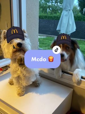 A post by @paupiette_bilou on TikTok caption: Salopette et Bilou chez Mcdo pour leur job d’été 🤣 🍟#humour #mcdo #filtre #VoiceEffects #chien 