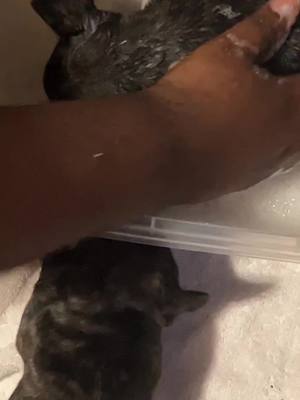 A post by @doughboiexotics on TikTok caption: #doughboiexotics #frenchbulldogpuppy #cutenessoverloaded #bathtime