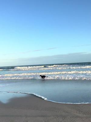 A post by @kathryns.canines on TikTok caption: pure bliss #taylorswift #august #dutchshepherd #beach 